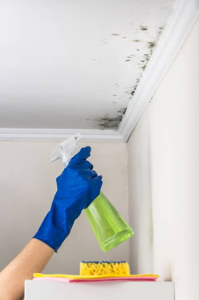 Best Mold Remediation for Specific Building Types in Lone Jack, MO