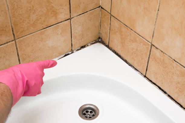 Best Residential Mold Remediation in Lone Jack, MO